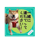 柴犬つむぎのメッセージスタンプ（個別スタンプ：18）