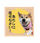 柴犬つむぎのメッセージスタンプ（個別スタンプ：19）