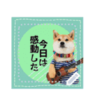 柴犬つむぎのメッセージスタンプ（個別スタンプ：21）