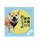 柴犬つむぎのメッセージスタンプ（個別スタンプ：23）