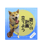 柴犬つむぎのメッセージスタンプ（個別スタンプ：24）