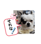 心菜の使える（たまに関西弁）スタンプ（個別スタンプ：1）