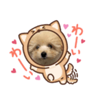 ボクはポメプー（個別スタンプ：1）