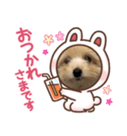 ボクはポメプー（個別スタンプ：5）