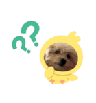 ボクはポメプー（個別スタンプ：6）