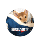 あずきスタンプ いち！（個別スタンプ：2）