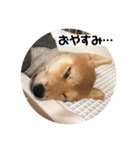 あずきスタンプ いち！（個別スタンプ：3）