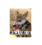 あずきスタンプ いち！（個別スタンプ：5）