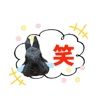 うちの子シリーズ『うさぎのまるくん』②（個別スタンプ：3）