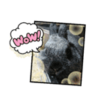 うちの子シリーズ『うさぎのまるくん』②（個別スタンプ：11）