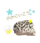 みなちんのレオパ2（個別スタンプ：7）