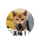 あずきスタンプ よん！（個別スタンプ：1）