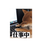 あずきスタンプ よん！（個別スタンプ：5）