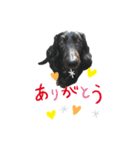 ミニチュアダックスぽてと だじょ～☆（個別スタンプ：1）