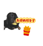 ミニチュアダックスぽてと だじょ～☆（個別スタンプ：3）