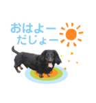 ミニチュアダックスぽてと だじょ～☆（個別スタンプ：4）