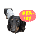 ミニチュアダックスぽてと だじょ～☆（個別スタンプ：5）