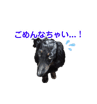 ミニチュアダックスぽてと だじょ～☆（個別スタンプ：7）