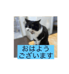 かわいいネコ(ルナ＆うみ)（個別スタンプ：7）