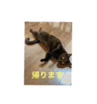 かわいいネコ(ルナ＆うみ)（個別スタンプ：16）
