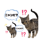 ひまにゃん8（個別スタンプ：2）