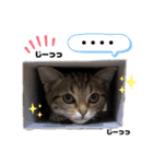 ひまにゃん8（個別スタンプ：3）