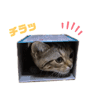 ひまにゃん8（個別スタンプ：4）