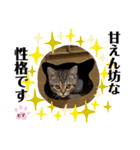 ひまにゃん8（個別スタンプ：6）
