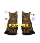 ひまにゃん8（個別スタンプ：7）