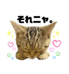 ひまにゃん8（個別スタンプ：8）
