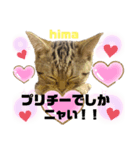 ひまにゃん8（個別スタンプ：9）