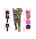 ひまにゃん8（個別スタンプ：11）