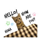 ひまにゃん8（個別スタンプ：12）