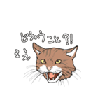 元気な猫たち（個別スタンプ：1）