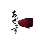 アロワナ×筆文字（個別スタンプ：2）