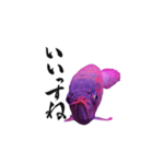 アロワナ×筆文字（個別スタンプ：3）