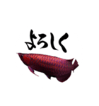 アロワナ×筆文字（個別スタンプ：4）