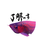 アロワナ×筆文字（個別スタンプ：5）