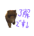 ポメラニアンのたぬスタンプ（個別スタンプ：1）