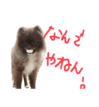 ポメラニアンのたぬスタンプ（個別スタンプ：2）