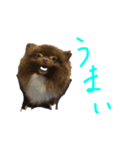 ポメラニアンのたぬスタンプ（個別スタンプ：3）