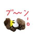 ポメラニアンのたぬスタンプ（個別スタンプ：4）