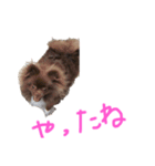 ポメラニアンのたぬスタンプ（個別スタンプ：5）