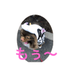ポメラニアンのたぬスタンプ2（個別スタンプ：1）