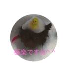 ポメラニアンのたぬスタンプ2（個別スタンプ：2）
