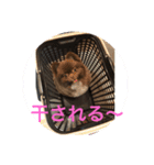 ポメラニアンのたぬスタンプ2（個別スタンプ：3）