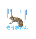 2.ゆず（個別スタンプ：5）