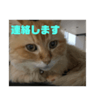コンスタ2（個別スタンプ：4）