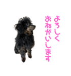 4.ププ（個別スタンプ：7）
