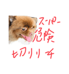 たぬたぬスタンプ2 リーチ麻雀（個別スタンプ：5）